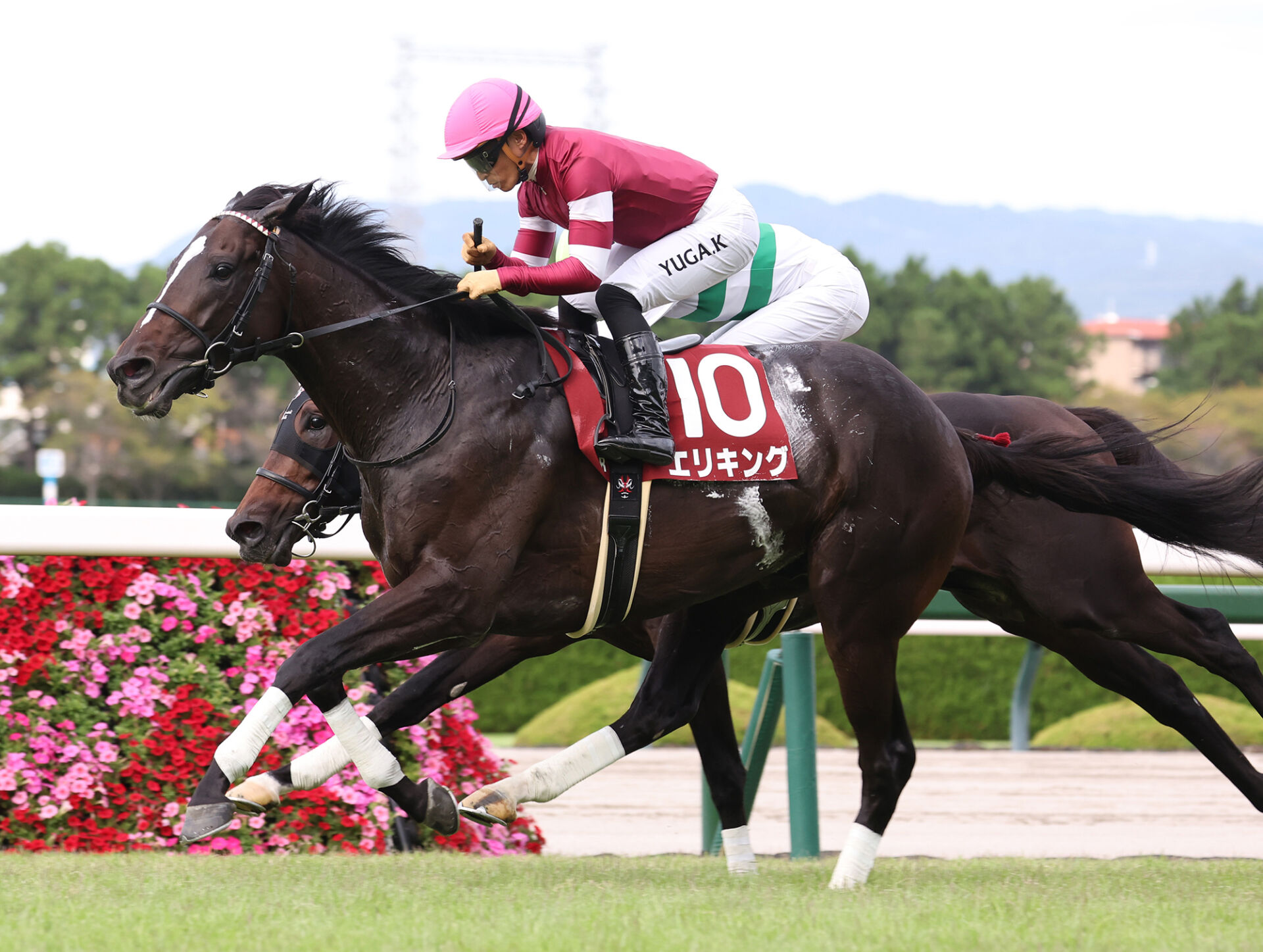 JRA　競馬　馬写真（額入り）　満花 JRA 競馬 馬写真（額入り） 満花 JRA 競馬 馬写真（額入り） 満花 JRA