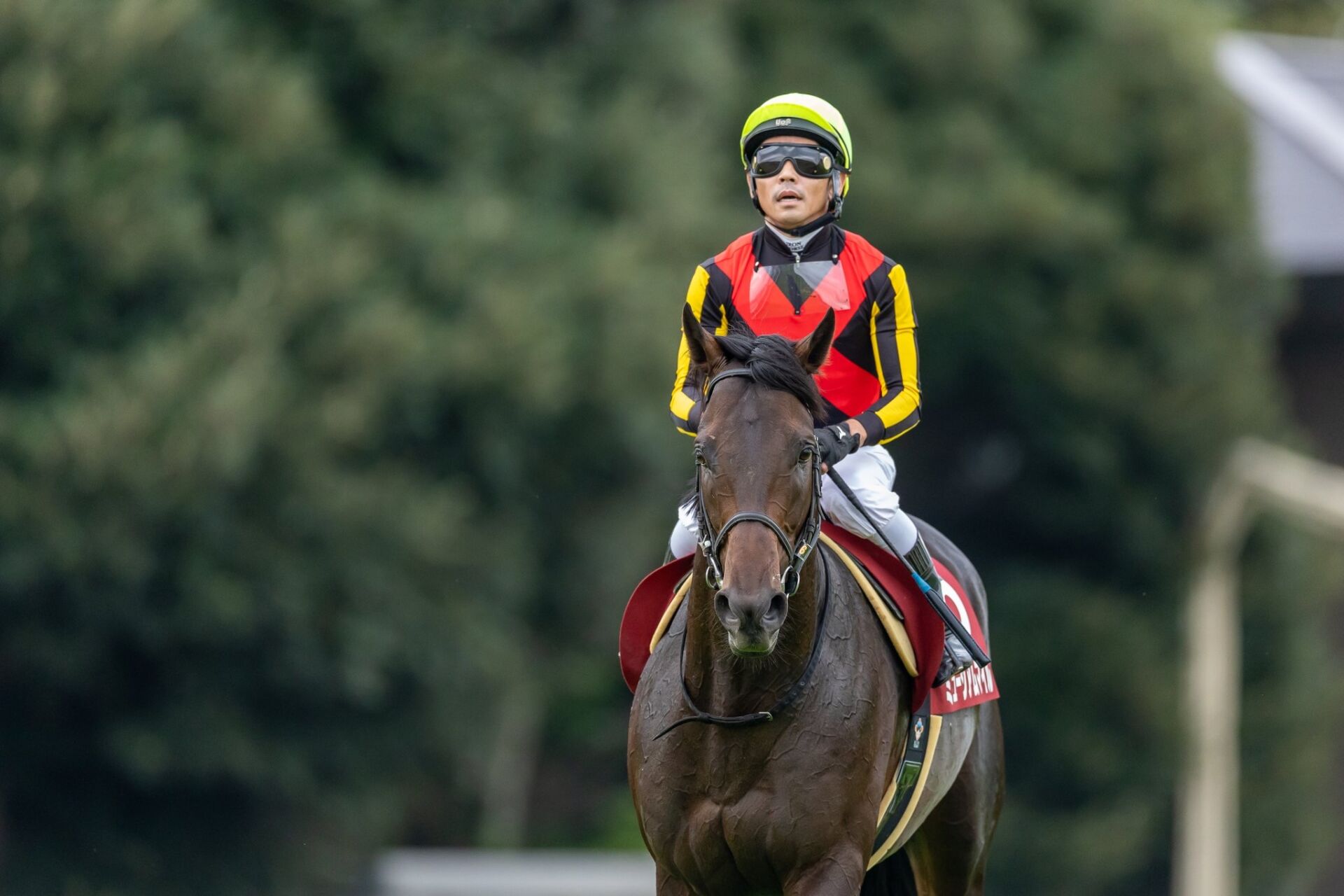 天皇賞・秋】皐月賞馬ミュージアムマイルはプラス10kg | 競馬ニュース