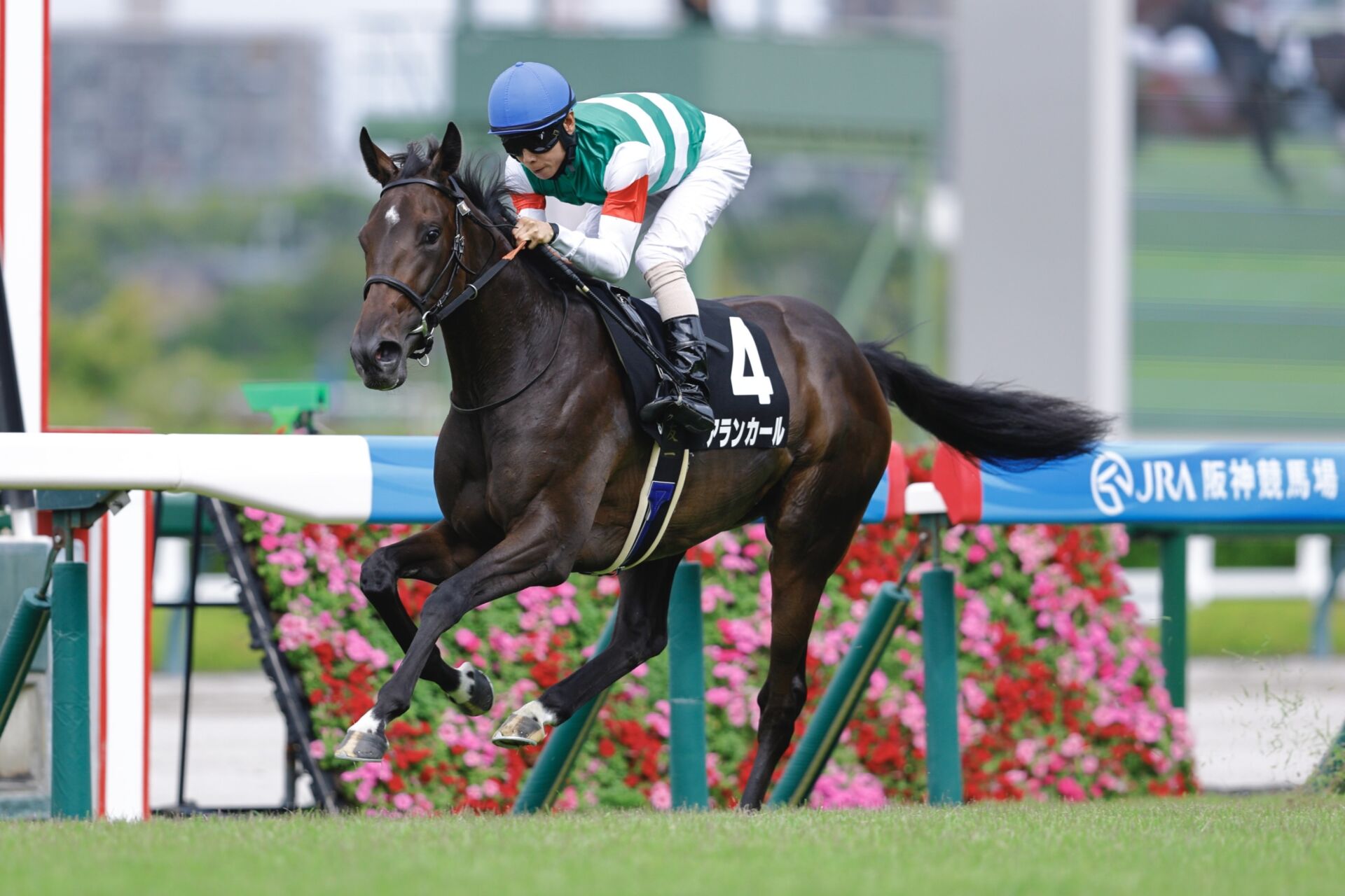阪神JF】良血アランカールは436kg…調教後の馬体重 | 競馬ニュースなら