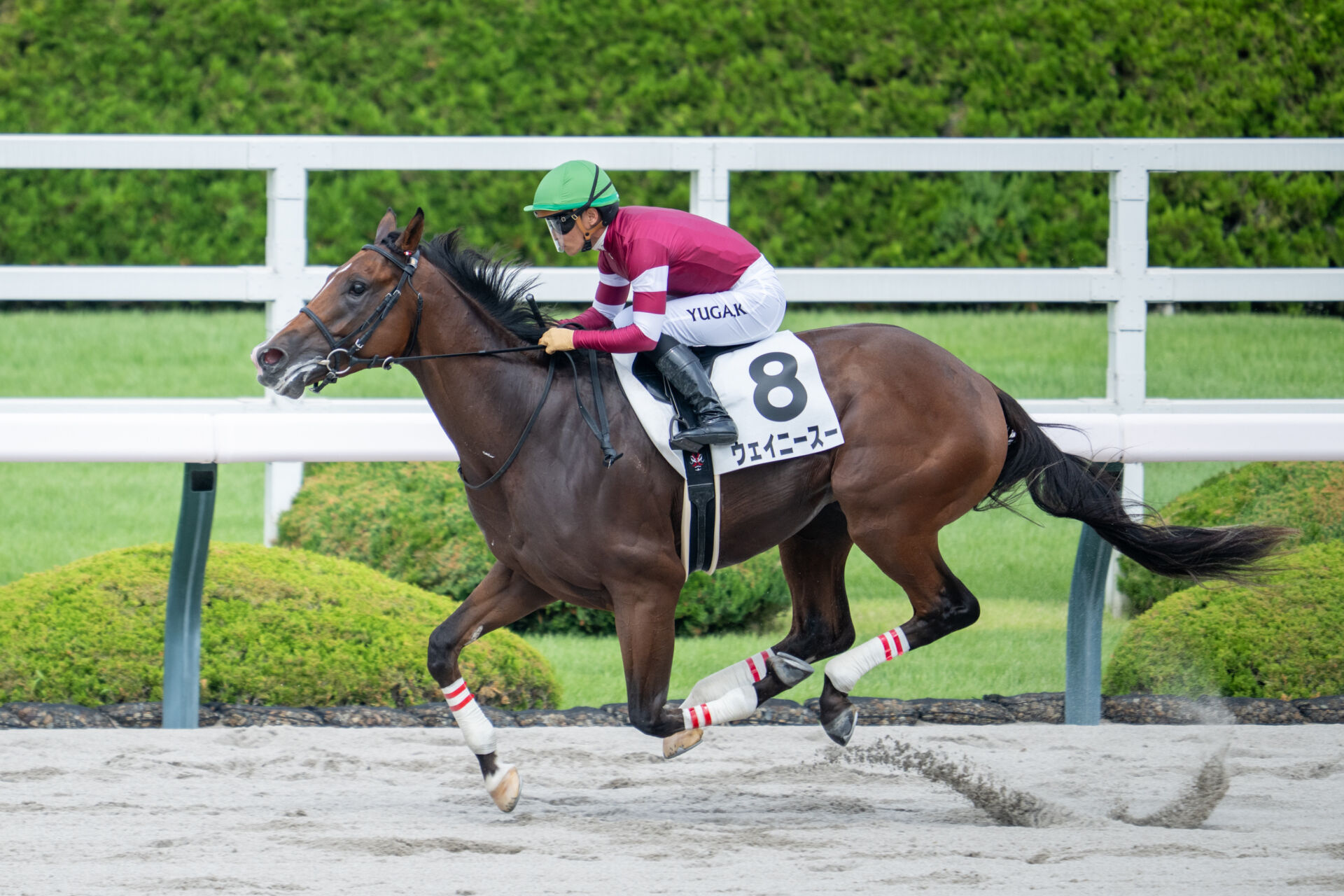 馬券単勝 ポルトフィーノ 新馬戦 馬券単勝 ポルトフィーノ 新馬戦 馬券単勝 ポルトフィーノ 新馬戦 馬券