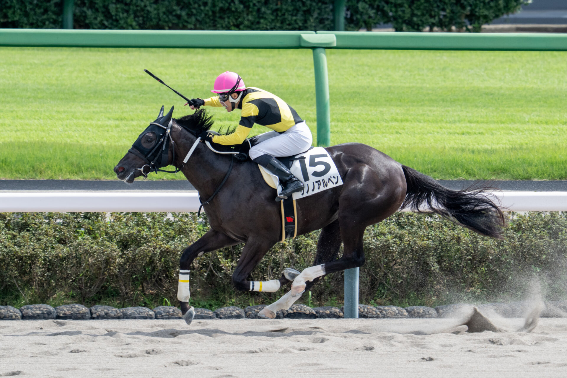 新馬/中山4R】シャンハイボビー産駒 サノノアルペンがデビューV | 競馬