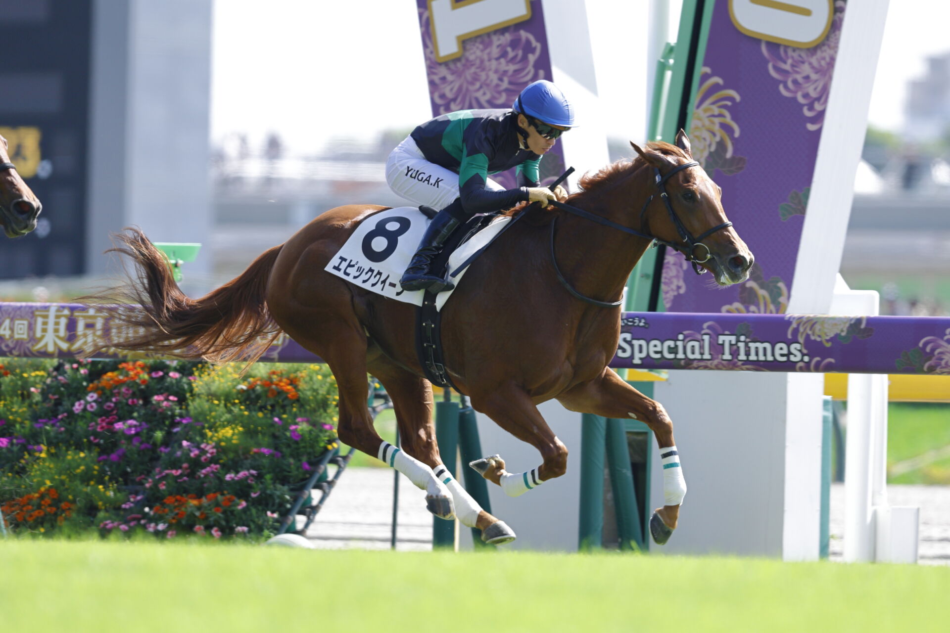 まねき馬レインボー 1799エピファネイア Yahoo!オークション -「まねき