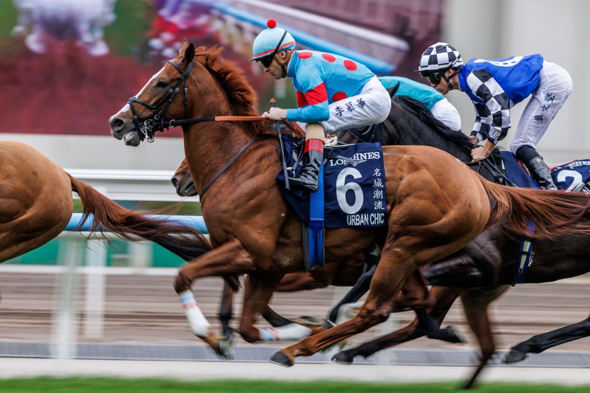 アーバンシック の写真ギャラリー| 競馬ニュースなら競馬のおはなし