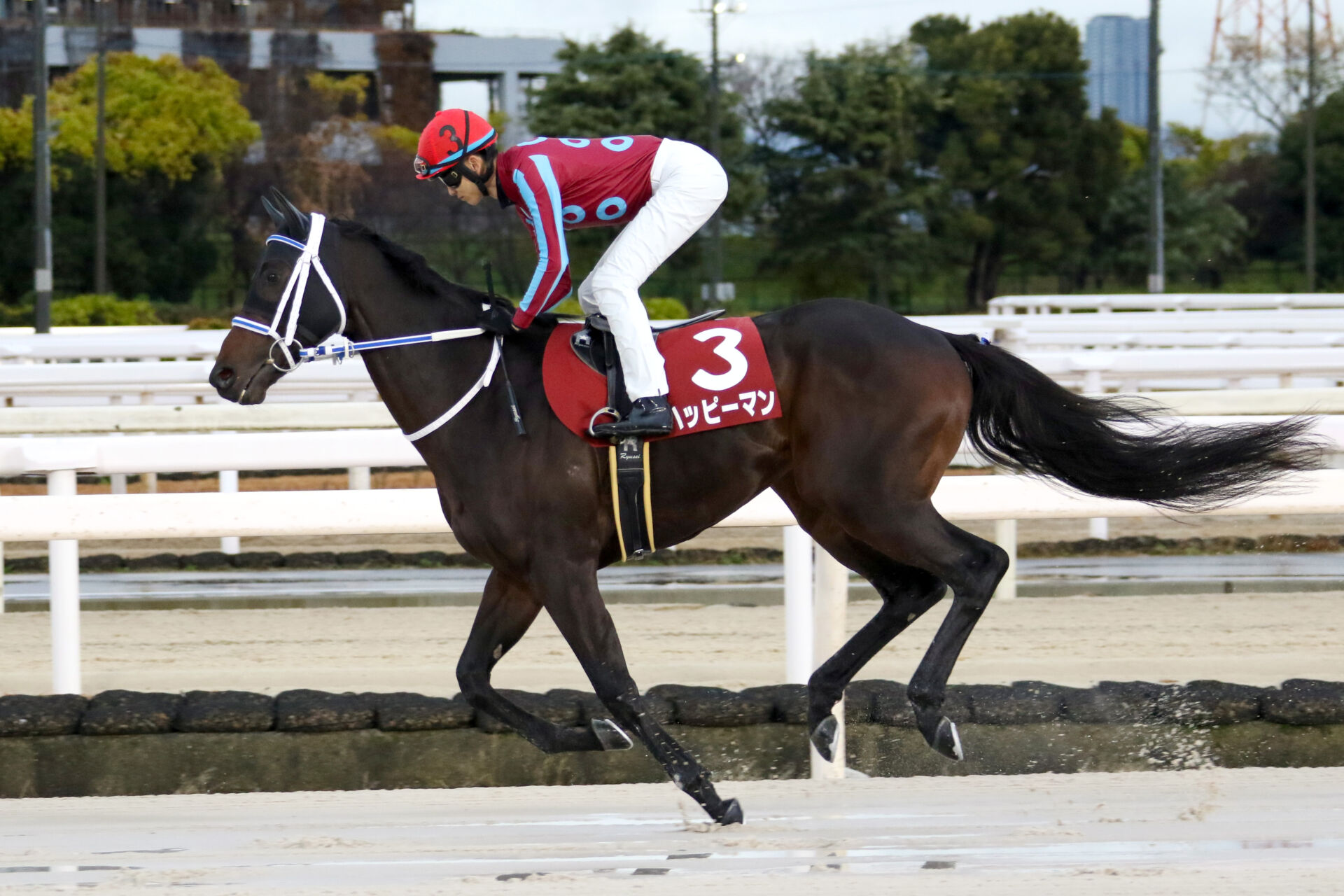 サマーチャンピオン】川田将雅インユアパレス、坂井瑠星ハッピーマンら