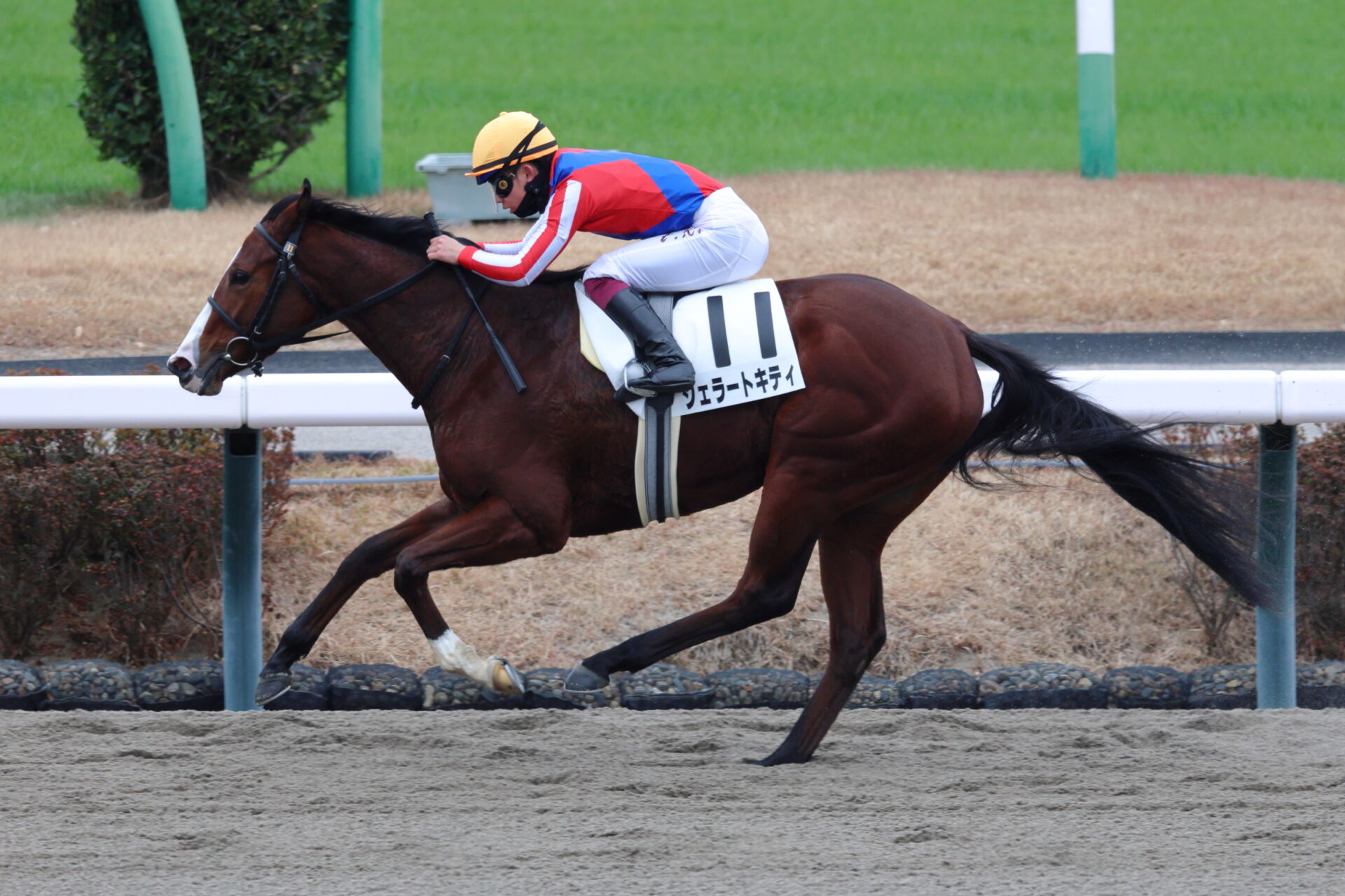 新馬/中山6R】軽量ジェラートキティが逃げ切る | 競馬ニュースなら競馬