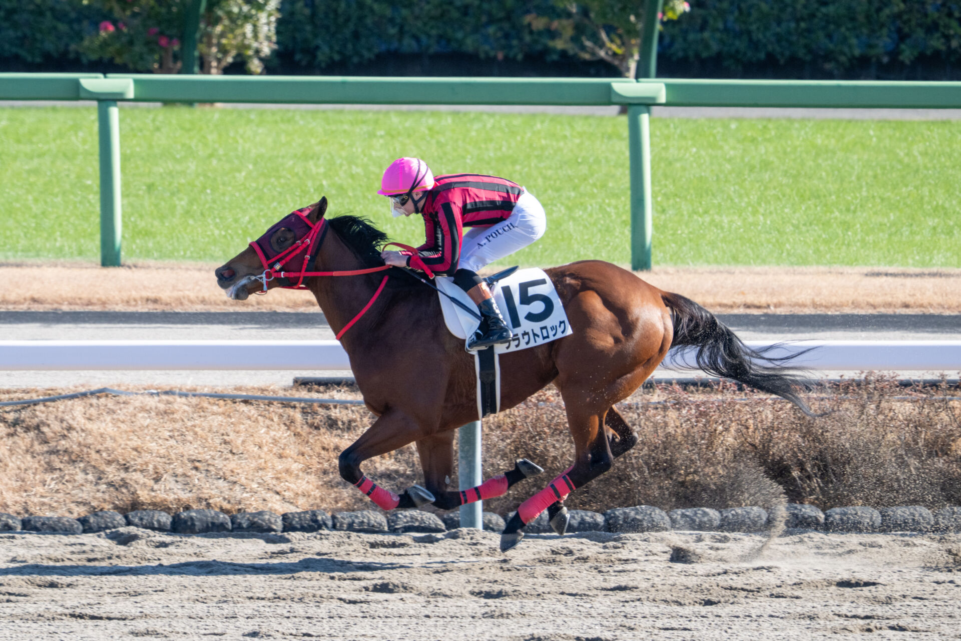 新馬/中山5R】断然人気クラウトロックが8馬身差圧勝 | 競馬ニュース