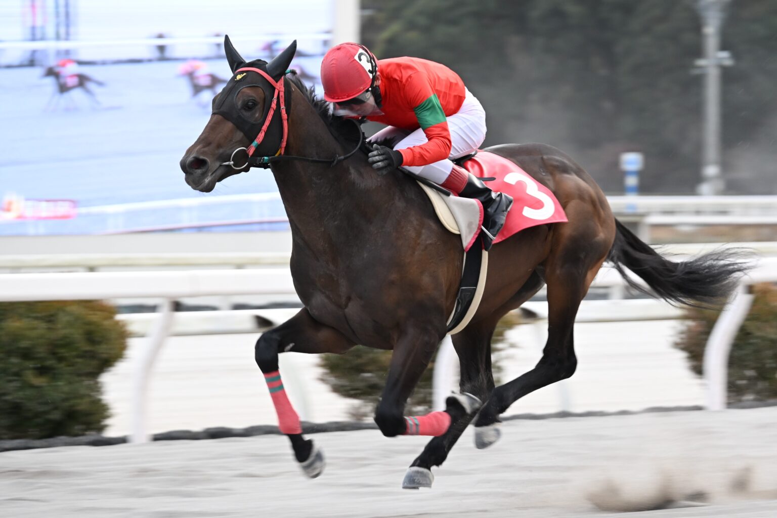 高知・初夢特別】オタマジャクシが4連勝…永森「今日はトノサマガエルで