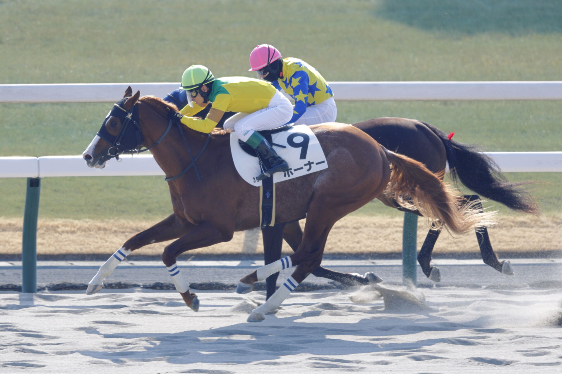 新馬/京都3R】外国産ホーナーがデビューV…上位人気総崩れの展開 | 競馬