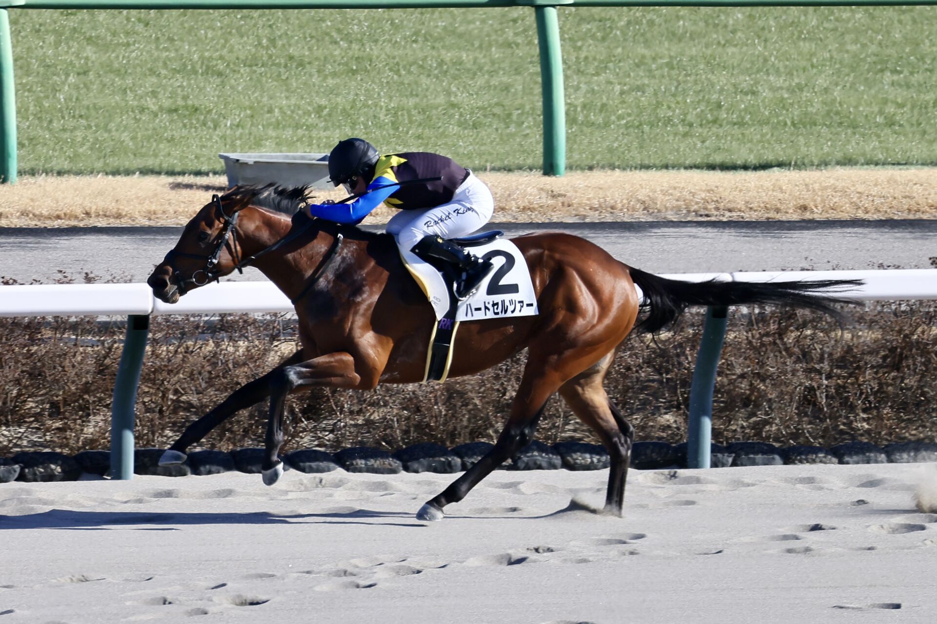 中山8R】R.キング騎乗 ハードセルツァーが人気に応える快勝 | 競馬