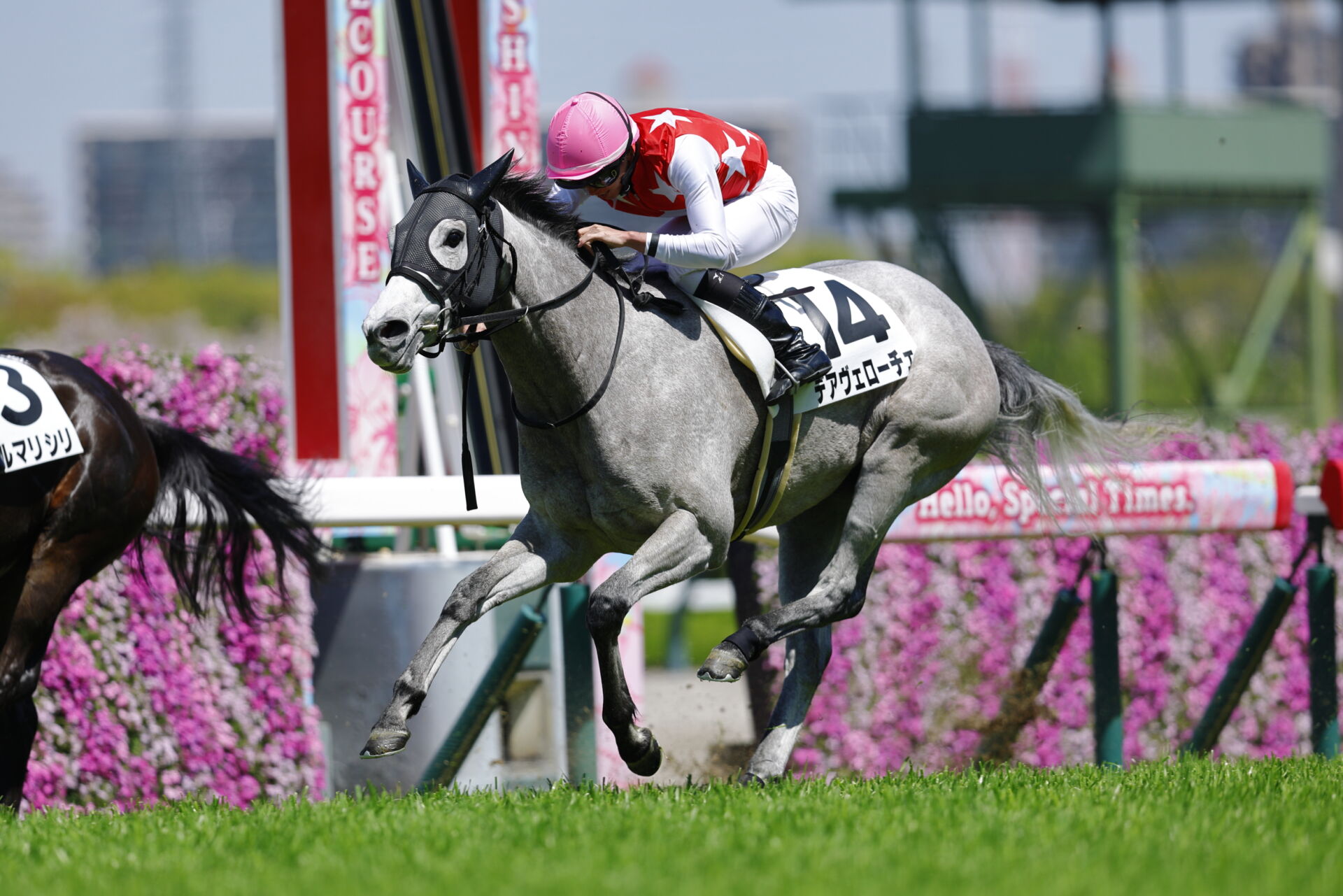 競馬の極み 阪神6R】マテラスカイ産駒・デアヴェローチェが人気に応える | 競馬
