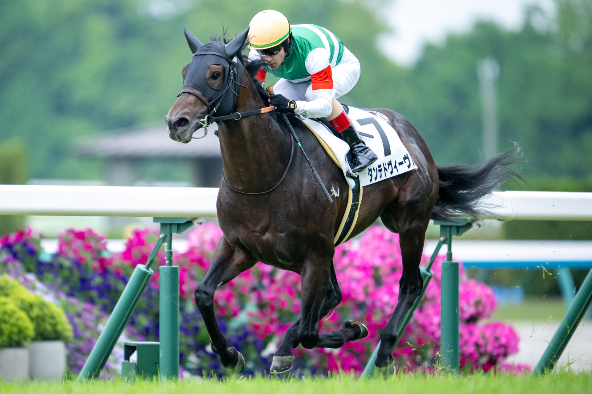 京都7R】単勝1.4倍タンテドヴィーヴルが断然の支持に応える | 競馬