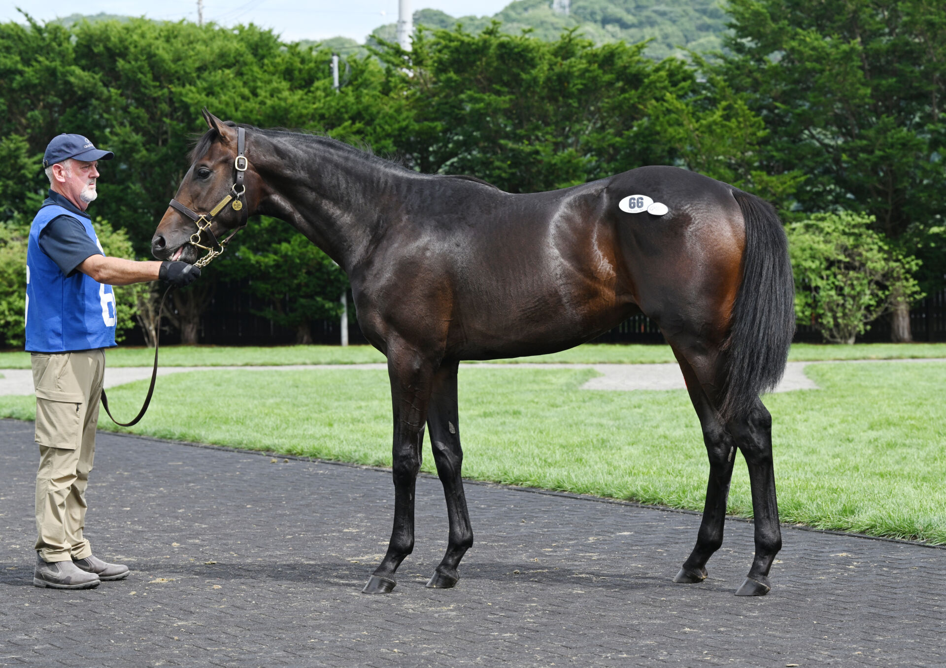セレクションセール2026】交流重賞3勝馬の仔、シニスターミニスター産