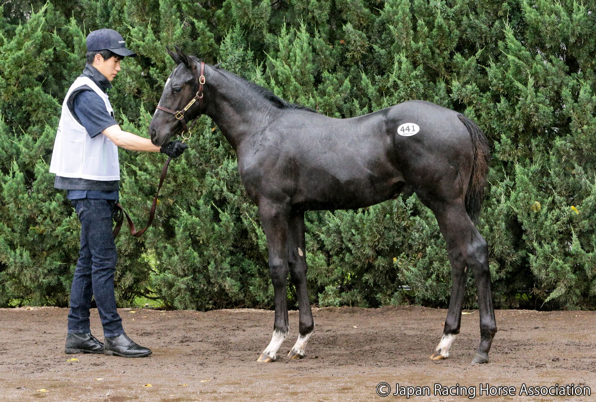 セレクトセール2026】重賞2勝馬アートハウスの仔1億4000万円…前田幸治