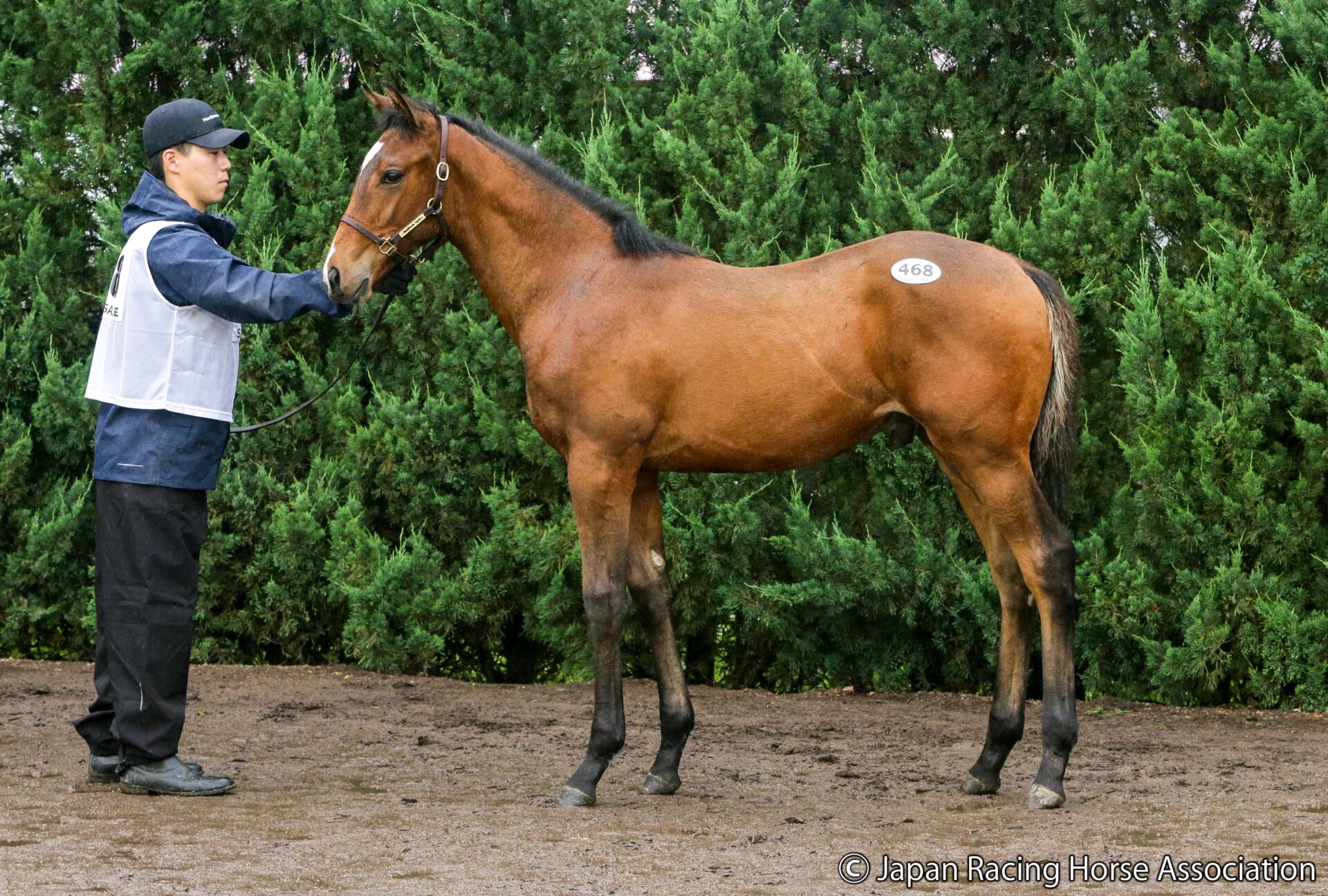◆希少◎レア◎非売品 ＩＰＡＴ馬券道場 当選品　２点セット セレクトセール2026】アルゼンチン年度代表牝馬馬×キタサンブラックに1