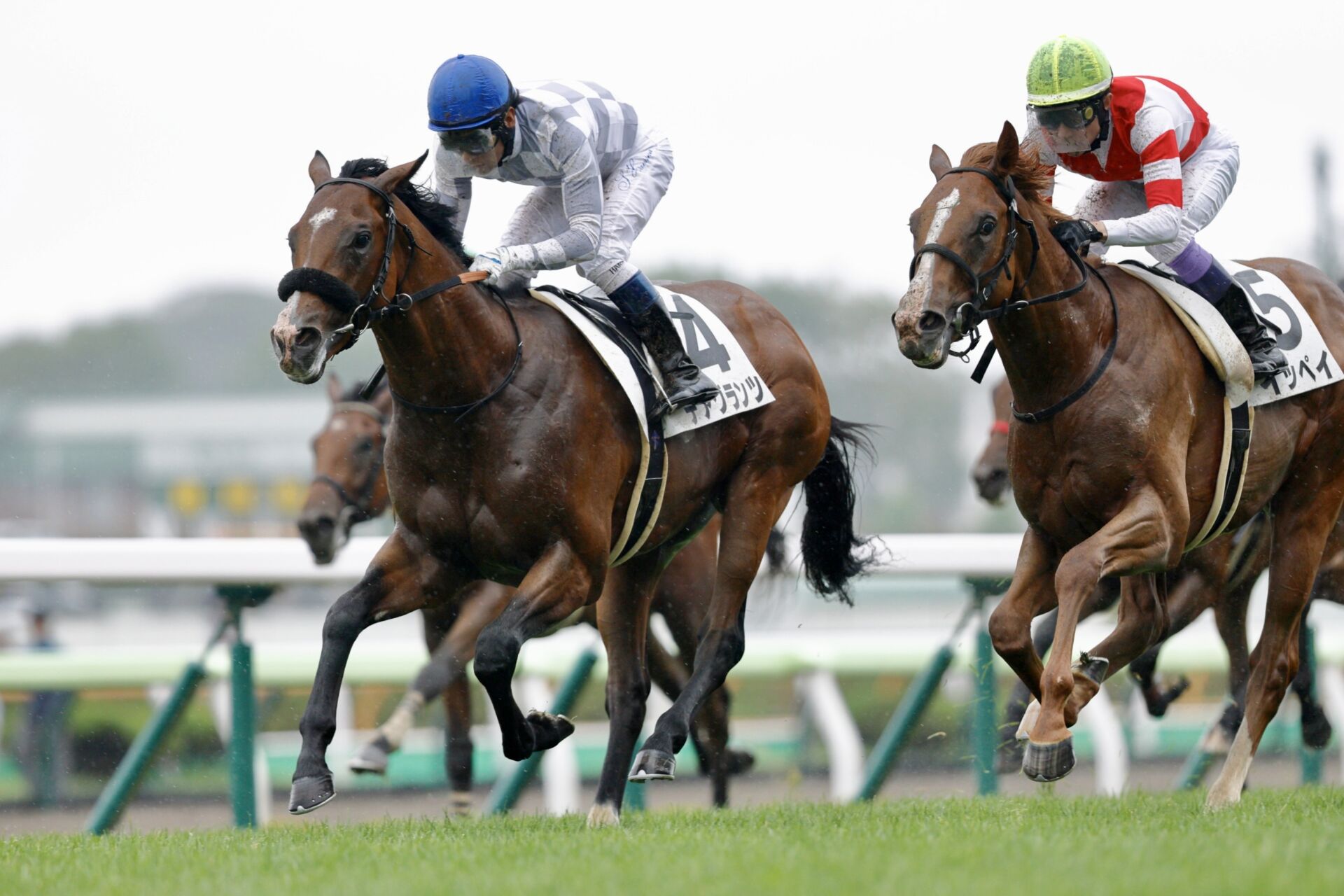 サトノダイヤモンド 新馬戦〜天皇賞・春 2歳から4歳国内全10戦現地