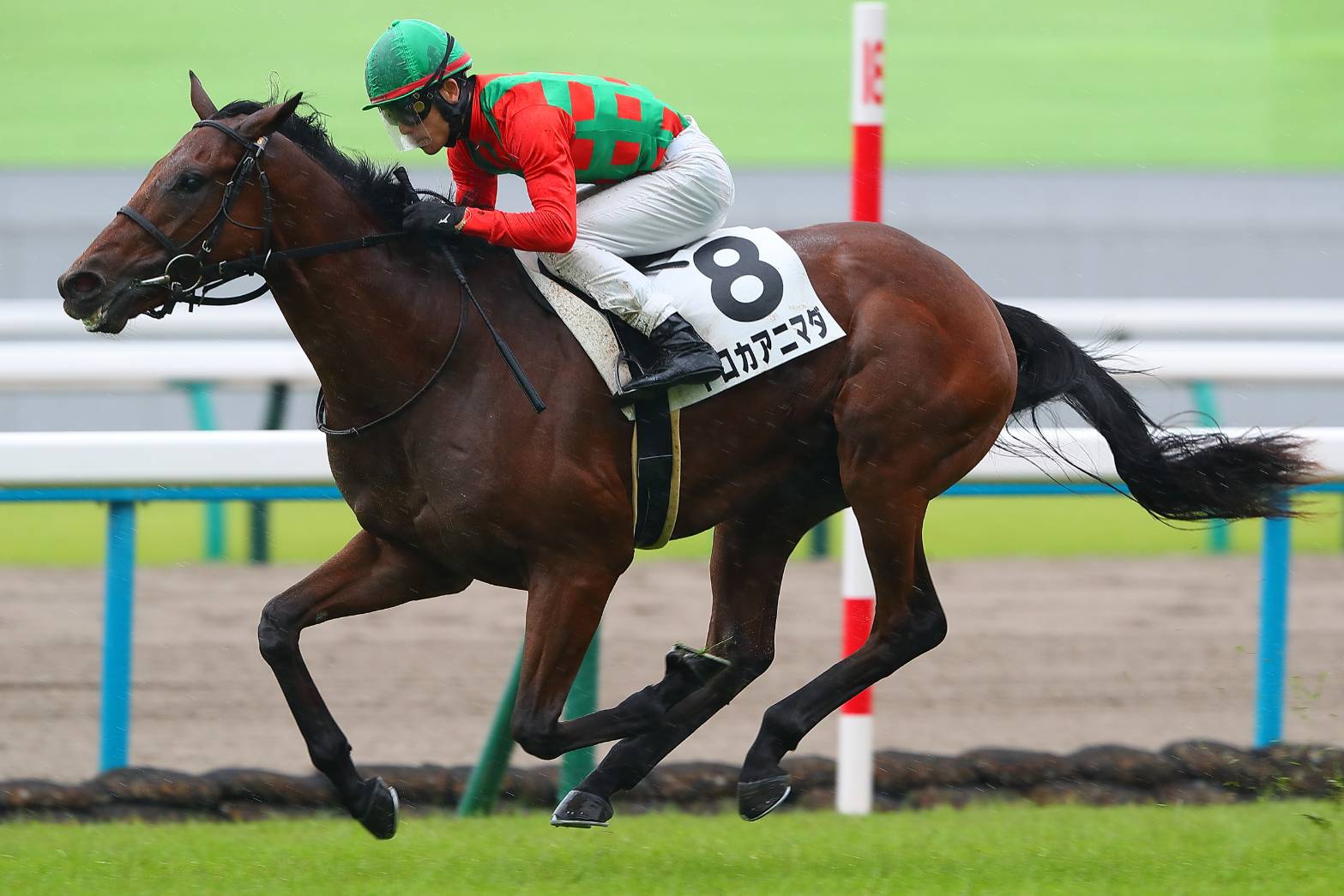 トロカアニマダ の写真ギャラリー| 競馬ニュースなら競馬のおはなし